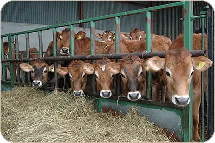 Jersey heifer calves at Abbott Lodge.