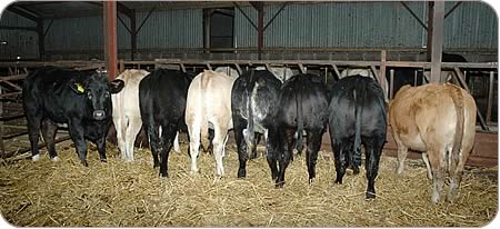 Bazadaise cross heifers