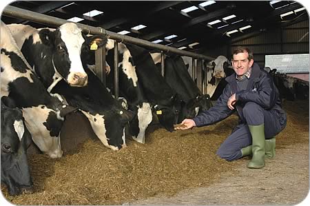 Winning crop: John Jamieson with his Firth milkers has had no regrets about-converting to organic farming.