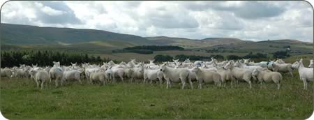 Cheviot ewes with their crossbred lambs.