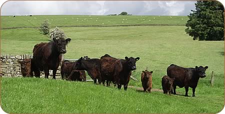 Galloway cows and calves.