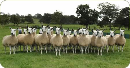 Ewes in the Cocklaw Blueface Leicester flock.