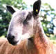 The Bluefaced Leicester  Sheep Breeders Association 