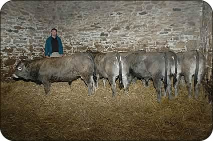 Richard Carruthers with pure Bazadaise bull calves