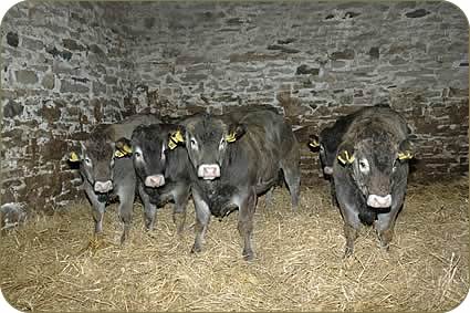 Pure Bazadaise bull calves 