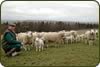 Lough Green Texels