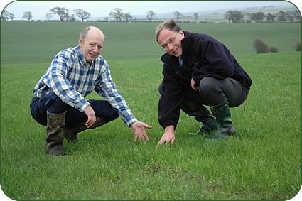 Willie Watson and Stewart Bryson in the field sown with the high sugar grass mix. 