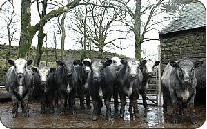 Blue Grey Heifers