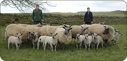 Kathleen and John Davison with their pedigree Bleu du Maine ewes-and lambs.