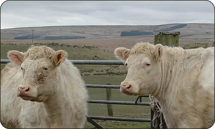 Whitebred Shorthorn females