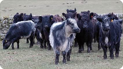 Galloway cows with Blue Grey calves