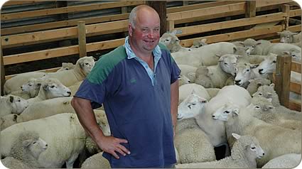 Marcus Maxwell and his New Zealand Romney sheep.