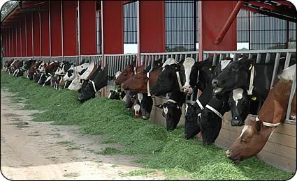 Zero Grazing Dairy Farming