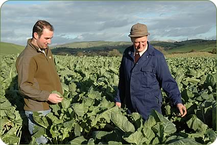 Thomas and Howard Nelson with this year's kale crop