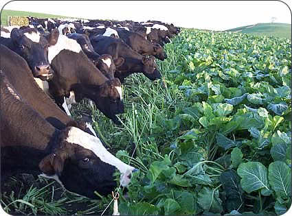 Dairy cows feeding on this year's kale crop