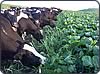 Outwintering cattle on brassicas