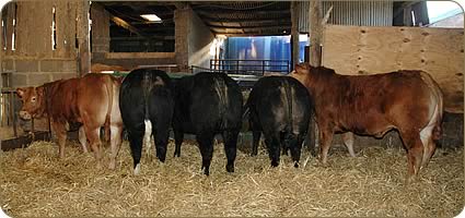crossbred cattle typical of those sold for Lakeland Beef