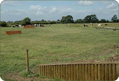 One of the horses at livery with the Solway just a stone's throw away.