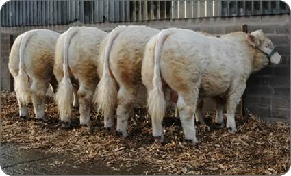 charolais bulls