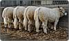 charolais bulls