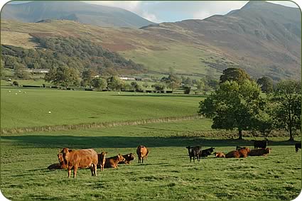 Cows and calves grazing at the foot of Skiddaw.