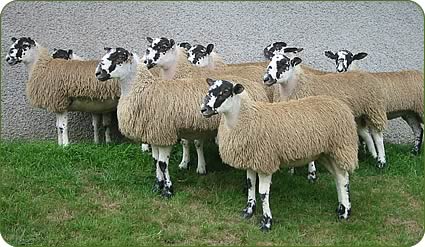 North of England Mule gimmer lambs