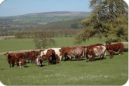 Cows and spring born calves in the Lowther herd on the slopes of Blaze Fell above the River Eden.