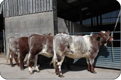 Beef Shorthorn Heifers