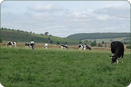 UK-bred dairy cattle