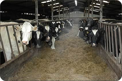 Bankhouse Holstein herd