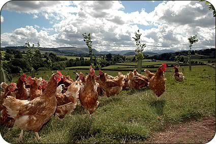 David Brass and his Free Range Hens 