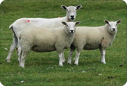 Texel cross ewe with Beltex cross lambs