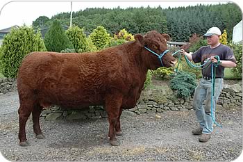 Alisdair Davidson with the show cow Chapelpark Trudy.