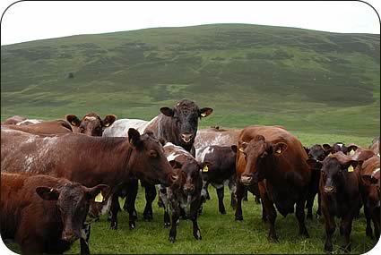 Stock bull Fearn Wyvis with cows and calves on the improved hill land