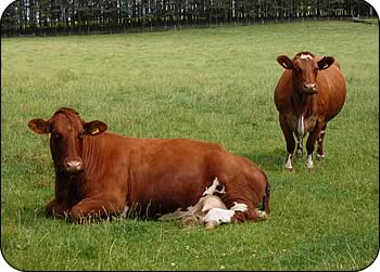 Blythsome Jut, left (lying down) and Wavendon Fiat Flossie