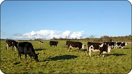 Suckler cows at Hazon House