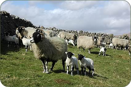 Richard (with cap) and Bryan Coates and Mary Dawson and Swaledale ewes and lambs