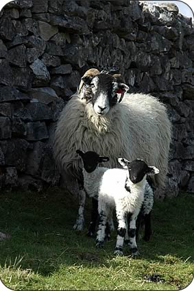 Richard (with cap) and Bryan Coates and Mary Dawson and Swaledale ewes and lambs