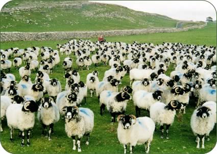 Swaledale Ewes 