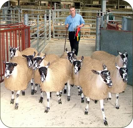 Mule Gimmer Lambs