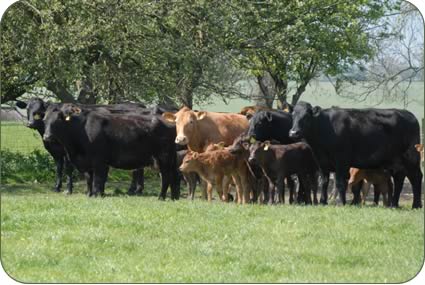 Limousin cross cows and calves