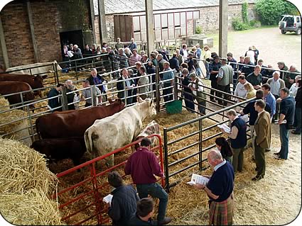 Members judging cows and calves in the pens. 