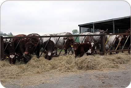 Newfield Beef Shorthorn cows and a one month old bull calf by stock bull Cairnsmore Thrasher.