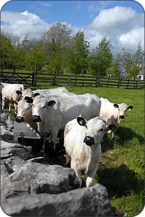 British White cattle at Savin Hill.