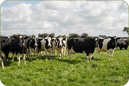 Milking cows at Kelsick House