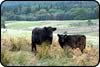 Hedgeley Galloways