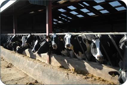 The milking cows at Wood Farm