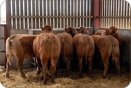 Limousin Heifers