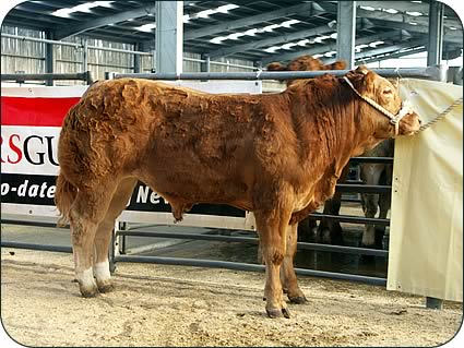 The bullock from Sleddale Hall which was reserve overall champion at the Carlisle suckled calf show in October 2007