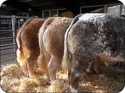 Line-up of Sleddale Hall show calves entered for the October 2007 show